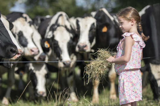 Petite fille avec du foin dans la main en train de regarder des vaches