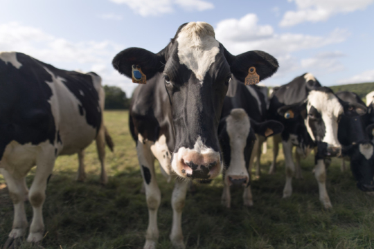 Photo de vache dans un paturage